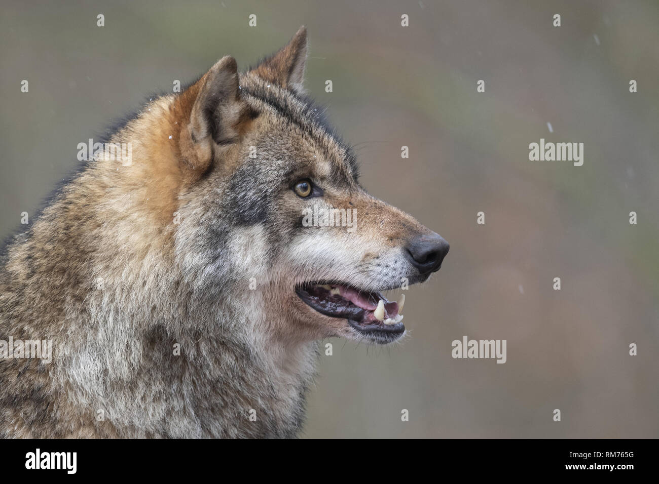 Wolf (Canis lupus) en hiver, Neuhaus, Basse-Saxe, Allemagne Banque D'Images