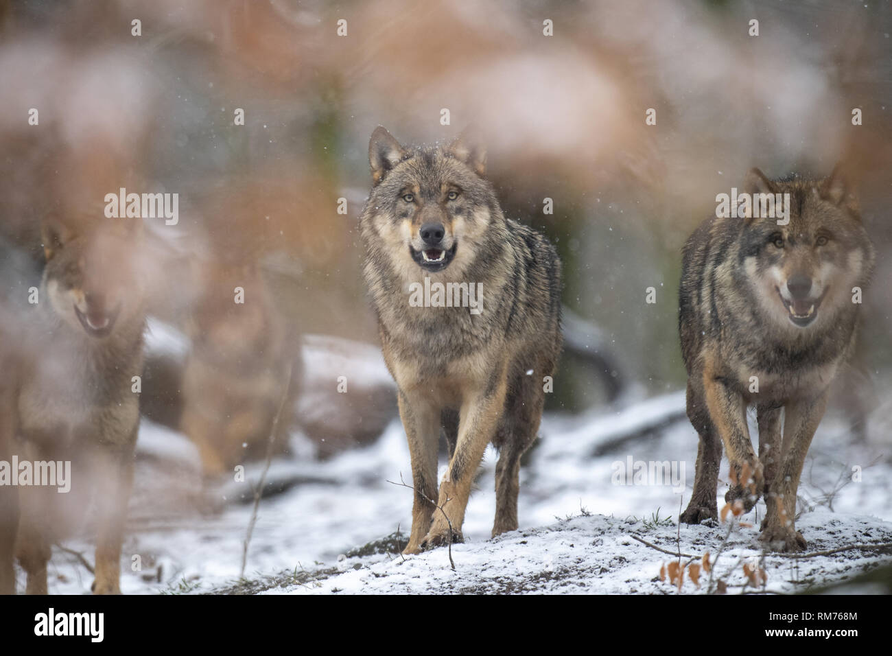Meute de loups (Canis lupus) en forêt d'hiver, Neuhaus, Basse-Saxe, Allemagne Banque D'Images