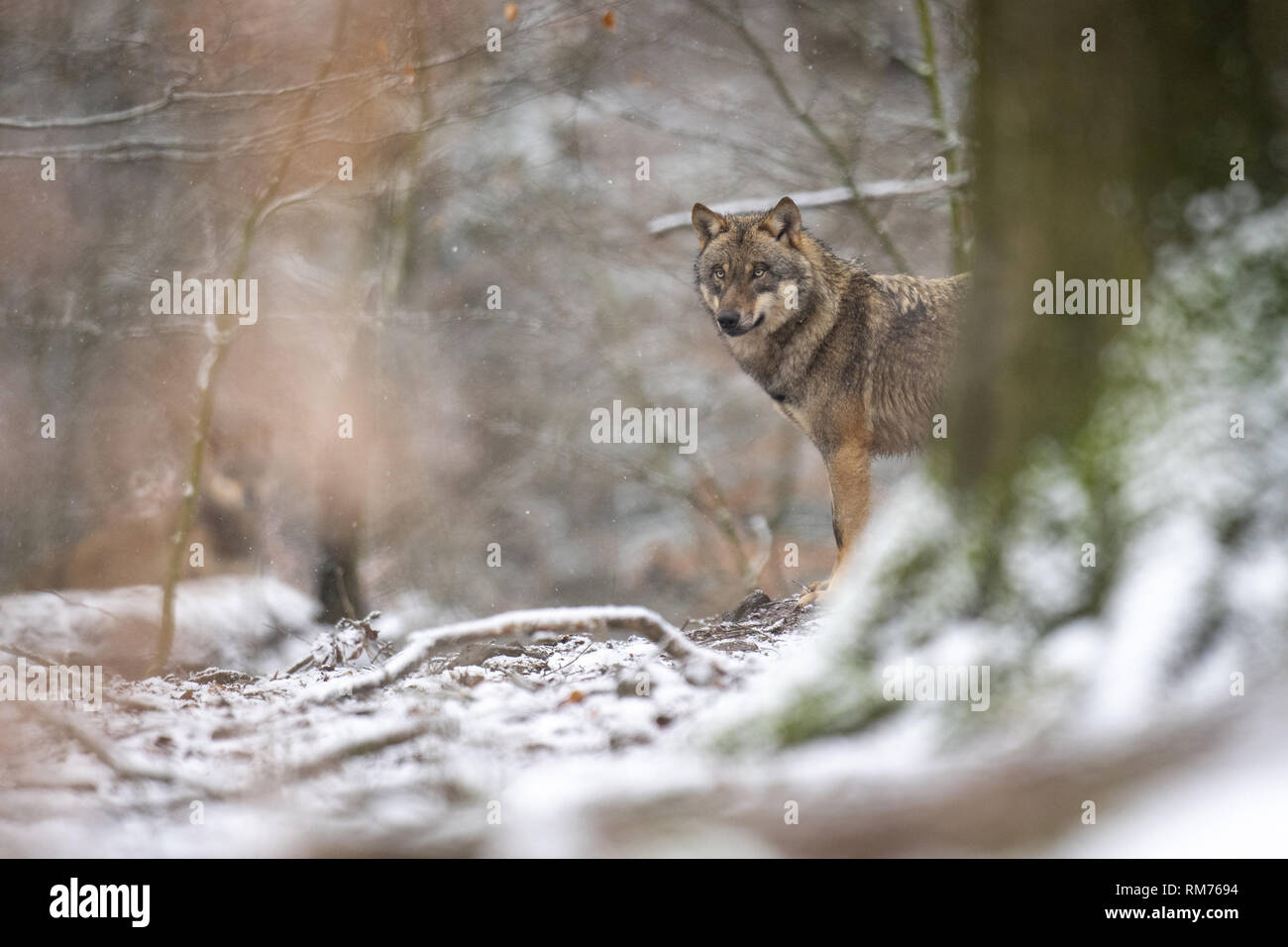 Loup (Canis lupus) en forêt d'hiver, Neuhaus, Basse-Saxe, Allemagne Banque D'Images