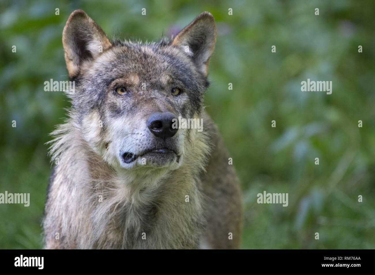Wolf (Canis lupus) en été, Neuhaus, Basse-Saxe, Allemagne Banque D'Images