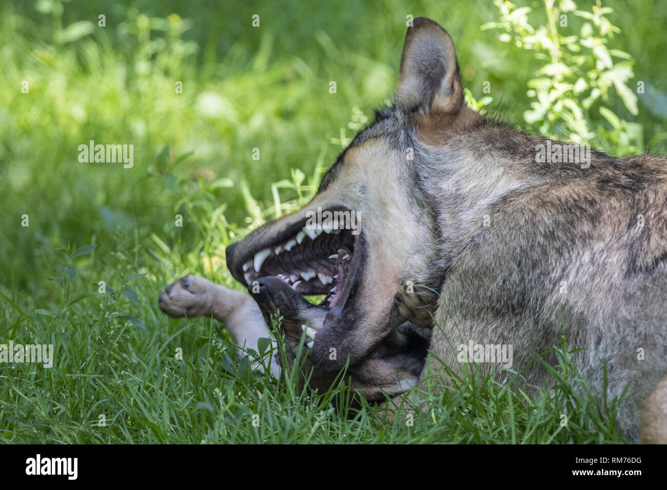 Wolf (Canis lupus) jouant avec wolf pup en été, Neuhaus, Basse-Saxe, Allemagne Banque D'Images