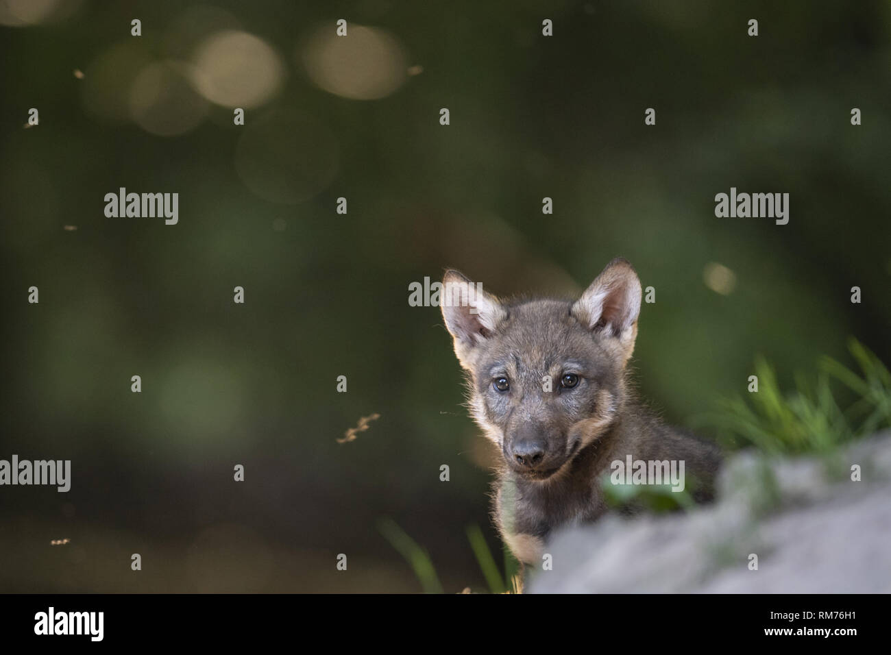 Petit loup (canis lupus) en été, Neuhaus, Basse-Saxe, Allemagne Banque D'Images