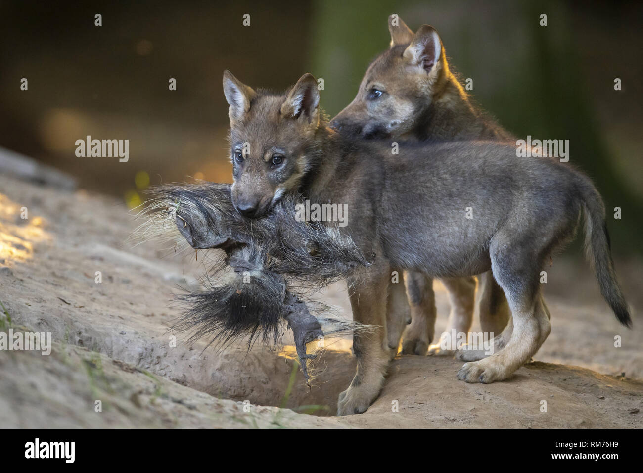 Deux petits loups (Canis lupus) Jouer en été, Neuhaus, Basse-Saxe, Allemagne Banque D'Images