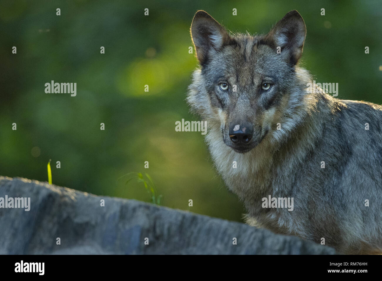 Wolf (Canis lupus) en été, Neuhaus, Basse-Saxe, Allemagne Banque D'Images