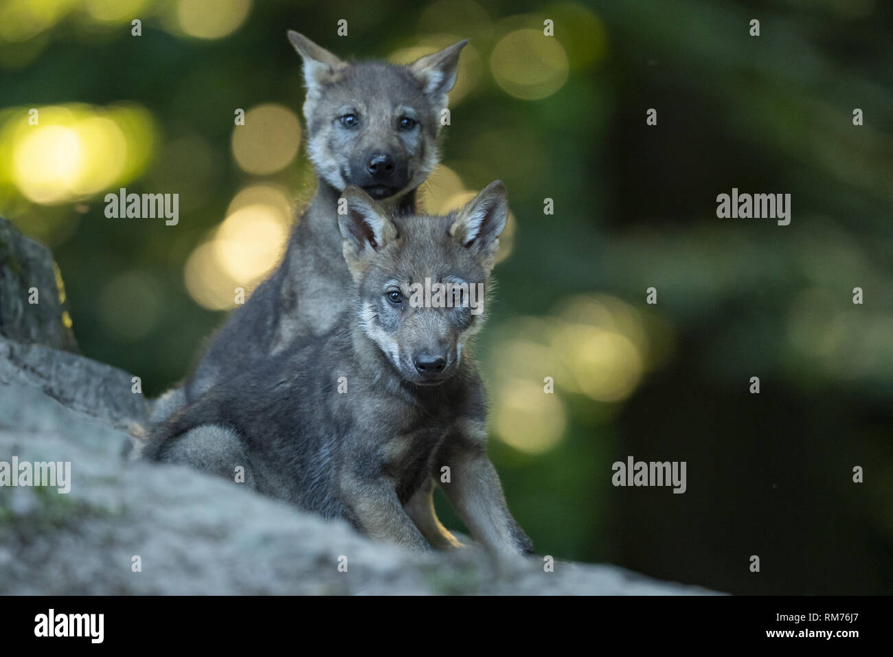 Deux petits loups (Canis lupus) en été, Neuhaus, Basse-Saxe, Allemagne Banque D'Images