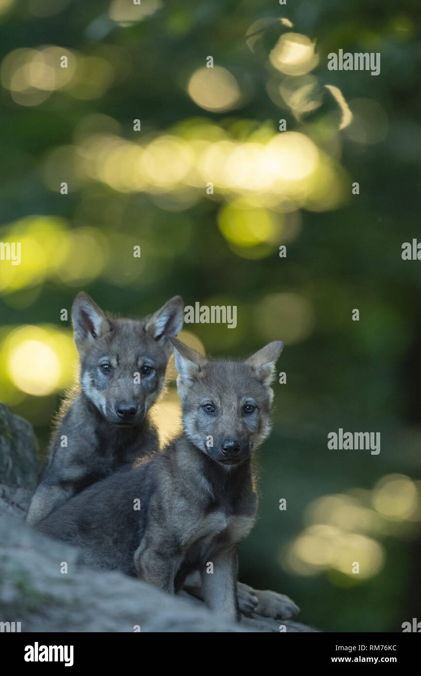 Deux petits loups (Canis lupus) en été, Neuhaus, Basse-Saxe, Allemagne Banque D'Images