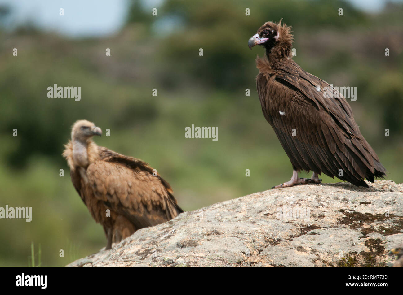Cinereous Vulture, Coprinus monachus et Griffon, Gyps fulvus, debout sur un rocher Banque D'Images