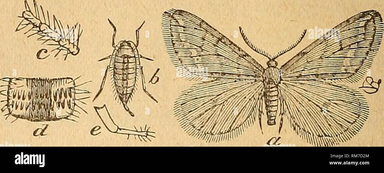 . Rapport annuel de l'administration du Musée d'Etat d'histoire naturelle pour l'année ... La science ; musées. Fig. 56. - Larves et d'oeufs du ressort sauterelles -- OPTEEYX VEENATA Anis. (Après Eiley.) Fig. 57.-mâle et femelles adultes et en- Anisopteeyx teenata largements de. (Après Eiley.) papillon et h la femelle sans ailes, chaque grandeur nature ; c, l'élargissement du passage de l'homme ; d'antennes, de conjoint, de l'abdomen des femmes ; e, élargie son ovipositeur, élargie. * Tinea pellionella Linn.- ce fameux parasite - la politique commune de vêtements antimites, tapis-moth, fur-moth (différents noms pour le même insecte), etc., s'est f Banque D'Images