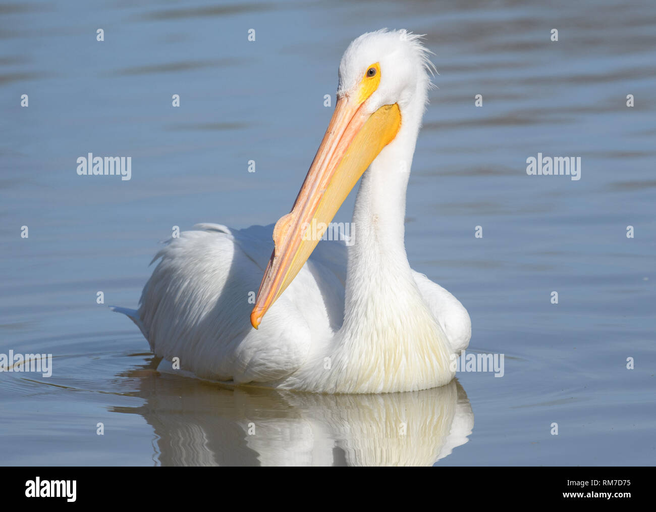 Pelican flottant sur l'eau d'une réflexion Banque D'Images