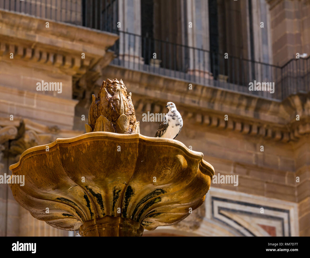 Pigeon dans fontaine, Plaza del Obispo ou carré de l'Évêque, avec Basilique Cathédrale, Malaga, Andalousie, Espagne Banque D'Images