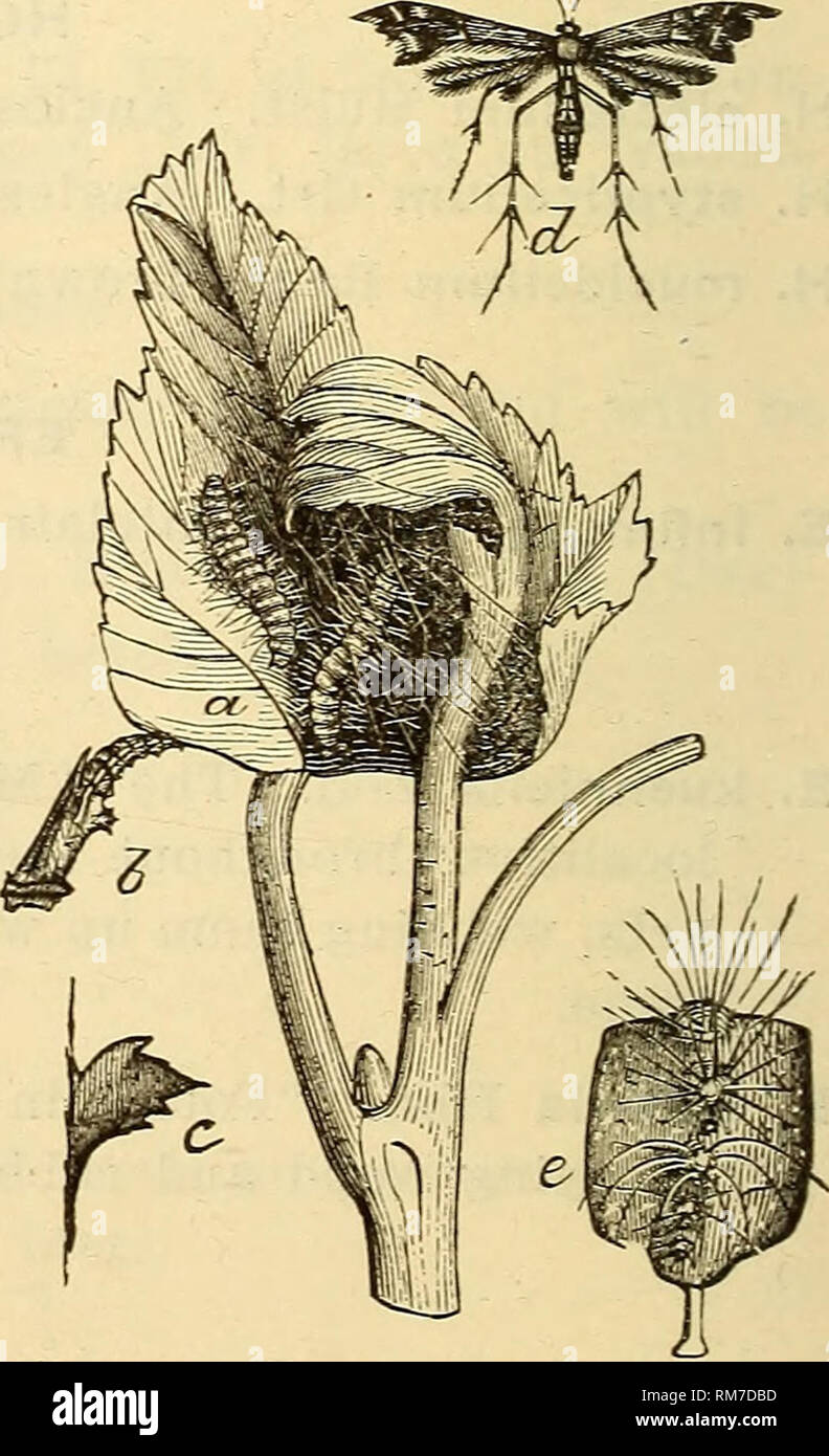 . Rapport annuel, y compris un rapport des insectes du New Jersey, 1909. JERvSEY 536 RAPPORT DU NOUVEAU MUSÉE D'ÉTAT, sous-famille Anerastin^. P. approxlmella Wlk. d. (Kf). Chiffon de Peoria. (Hsematica Zell.) Newark IV et VI (WDT) ; g. PTEROPHORID^ la famille. Cette famille contient les espèces couramment papillons "plume", parce que l'extorque sont répartis en deux à cinq plumes ou de plumes, qui rendent l'espèce reconnaissable en un coup d'œil. Les papillons sont tous de petite taille, généralement avec disproportionatelj" jambes longues et fragiles tout en structure. Les chenilles sont velues et au premier tr Banque D'Images