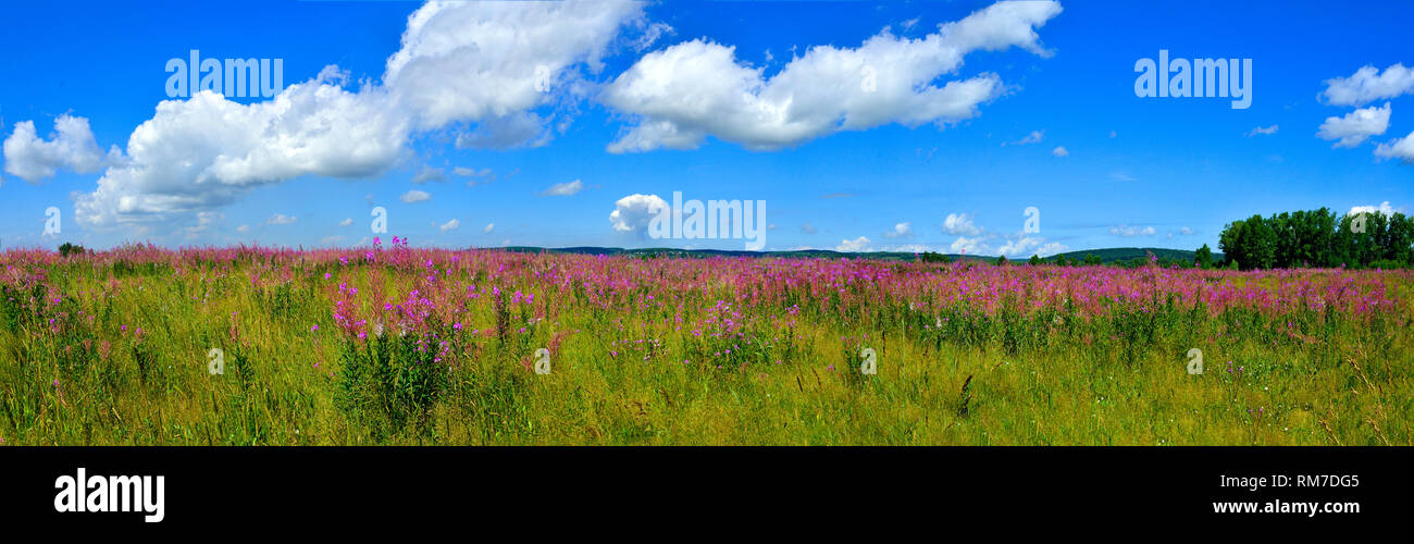 Vue panoramique de l'été lumineux de fleurs de prairie ou l'Épilobe Chamaenerion angostifolium - des herbes médicinales sur le haut de la colline à bright summer day w Banque D'Images