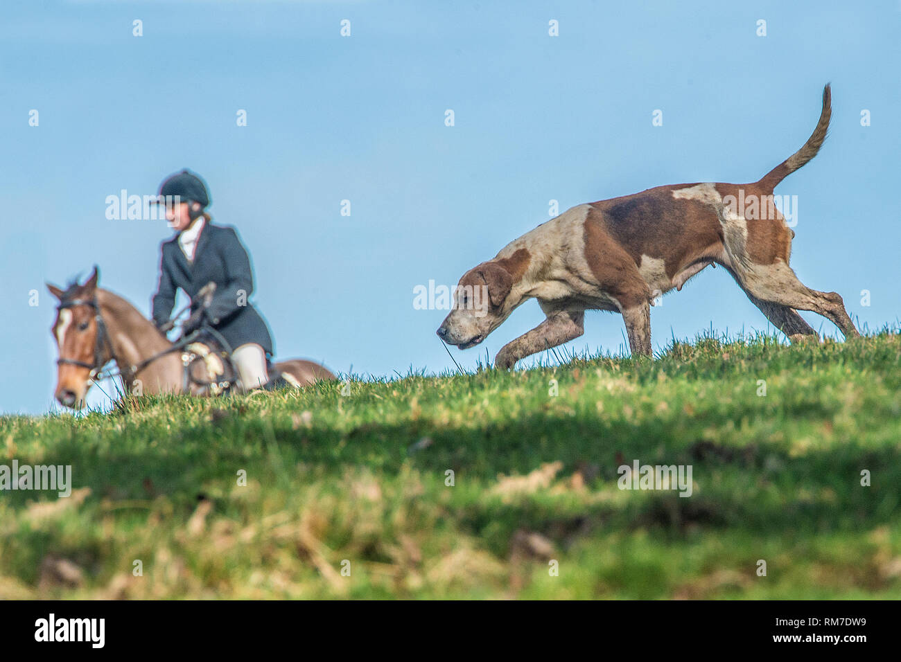 Foxhound et fox hunter Banque D'Images