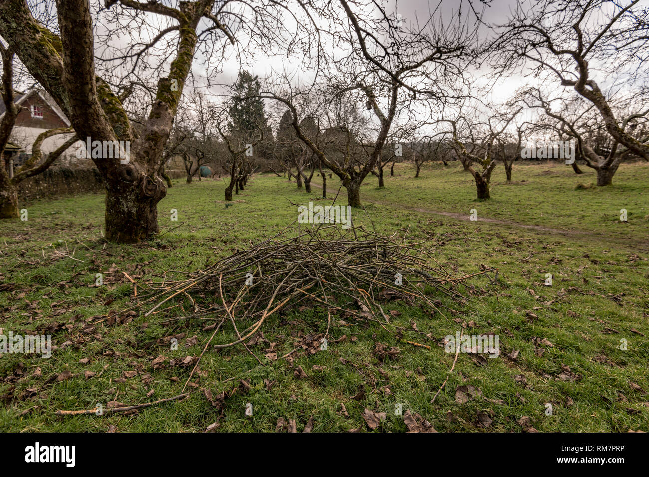 Verger en hiver Banque D'Images