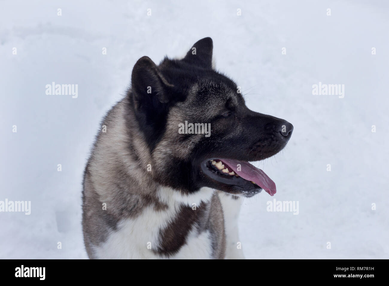 Domestic Dog American Akita Adult Photos Domestic Dog