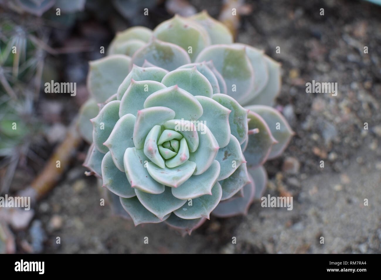 Plante succulente 'Graptoveria Titubans' (usine de porcelaine Photo Stock -  Alamy