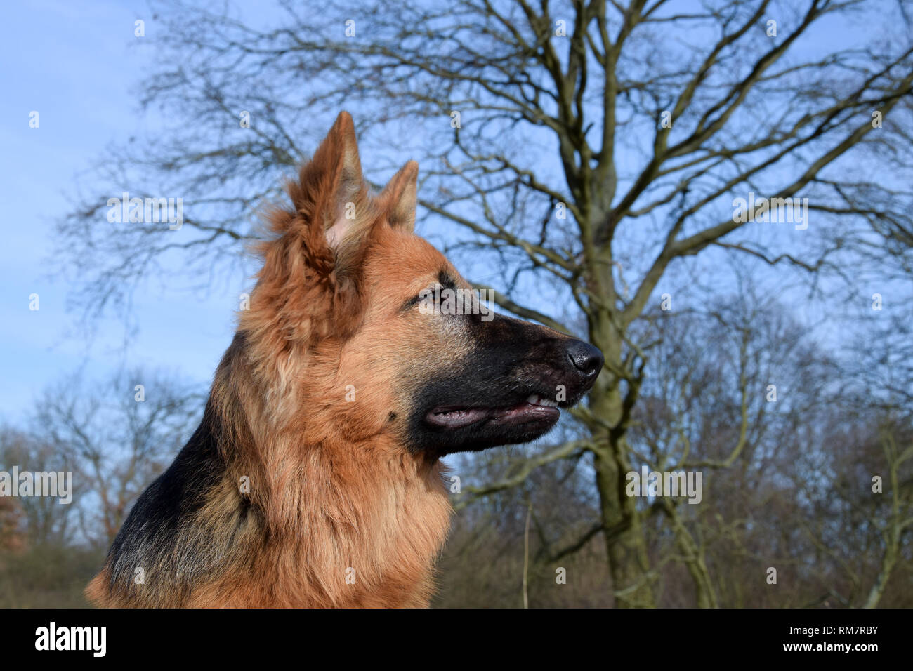 Portrait Of Young Berger Allemand à Poil Long Portrait