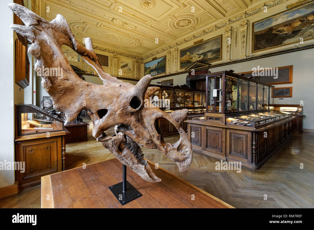 Crâne Triceratops exposée au Musée d'histoire naturelle de Vienne, Autriche Banque D'Images