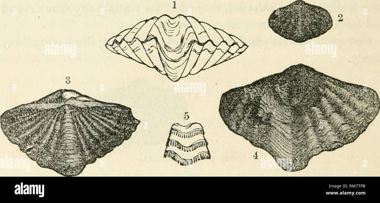 . Rapport annuel de l'Université sur l'état du Cabinet d'histoire naturelle de l'État, avec les catalogues de la même chose. Le Cabinet d'histoire naturelle de l'état (N. Y. ) ; Sciences ; musées. Sénat 58 prolongée. À partir de la surface marquée par quatre à six strong et ab- ruptly des plis de chaque côté du sinus mésiale et l'altitude, de façon concentrique marquée par une forte imbricating lamelles, qui sont brusquement voûtée en passant sur les plis, ce qui donne une rugosité extrême à la surface. Dans les spécimens bien conservés, lignes longitudinales de marquer la surface de ces : lamellse dans ordinar Banque D'Images