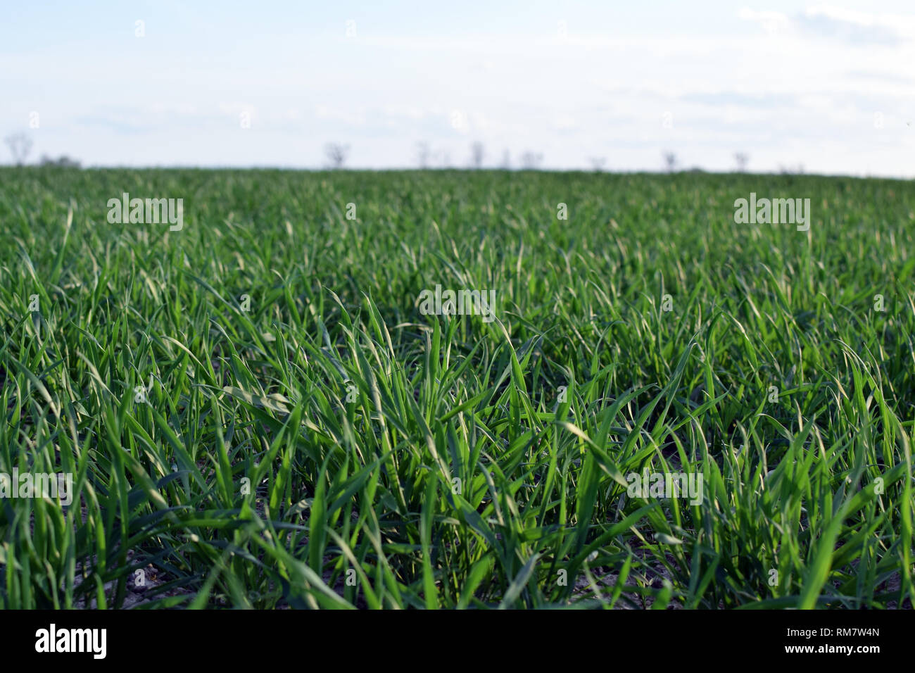 Domaine de la jeune grain. vert Champs de printemps en photo en perspective. Pologne Banque D'Images