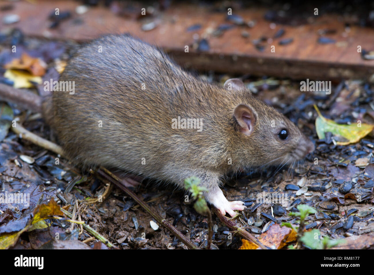 Rat noir (Rattus rattus) Banque D'Images