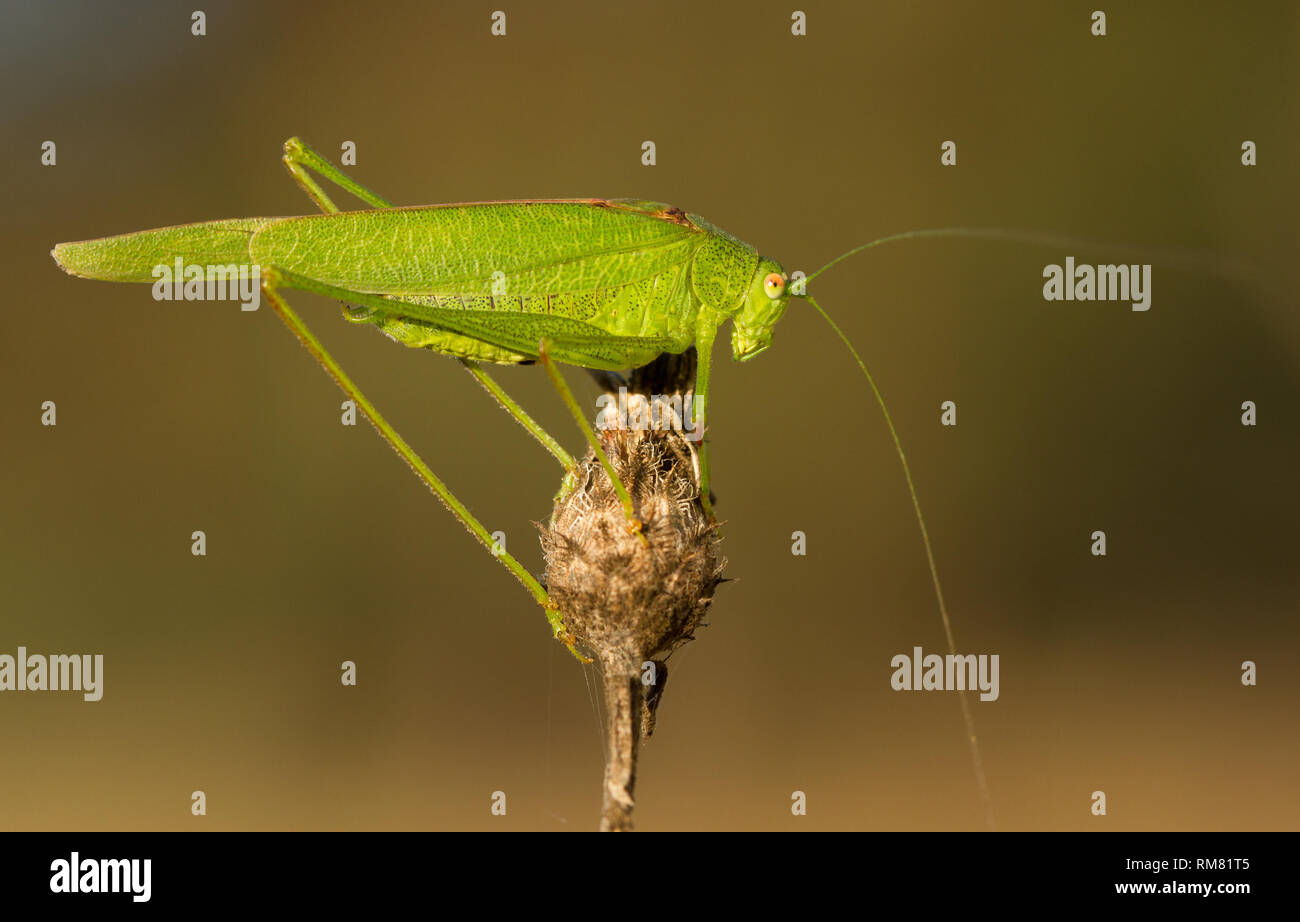 La faucille de roulement cricket Phaneroptera falcata Banque D'Images