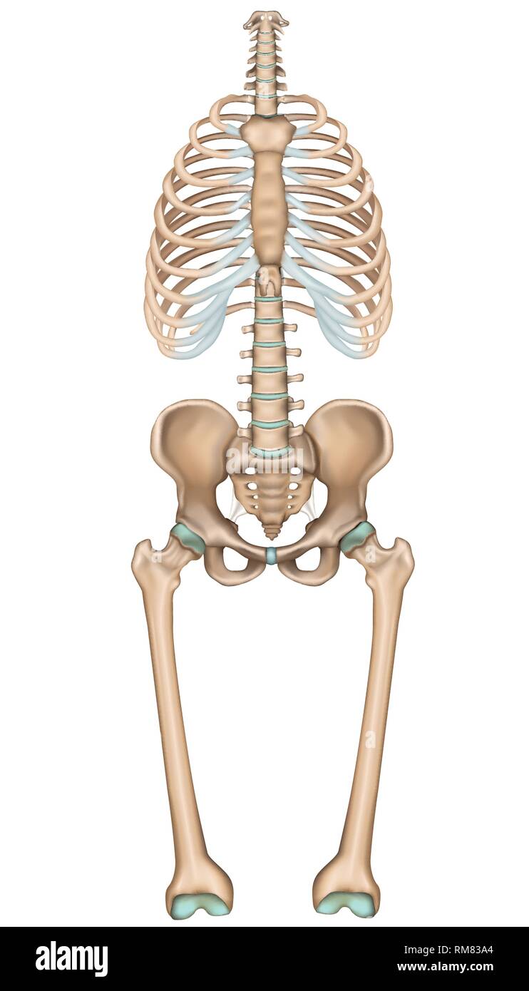 Anatomie du bassin et du thorax, vector illustration médicale sur fond blanc Illustration de Vecteur