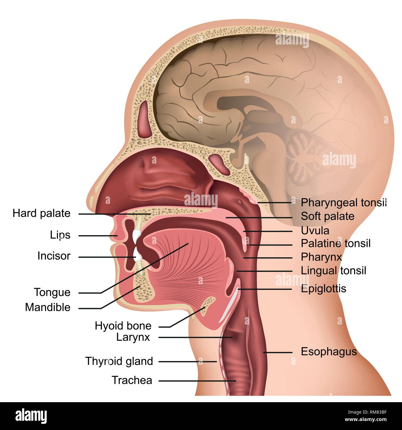 Anatomie de la bouche et la langue vecteur illustration médicale sur fond blanc Illustration de Vecteur