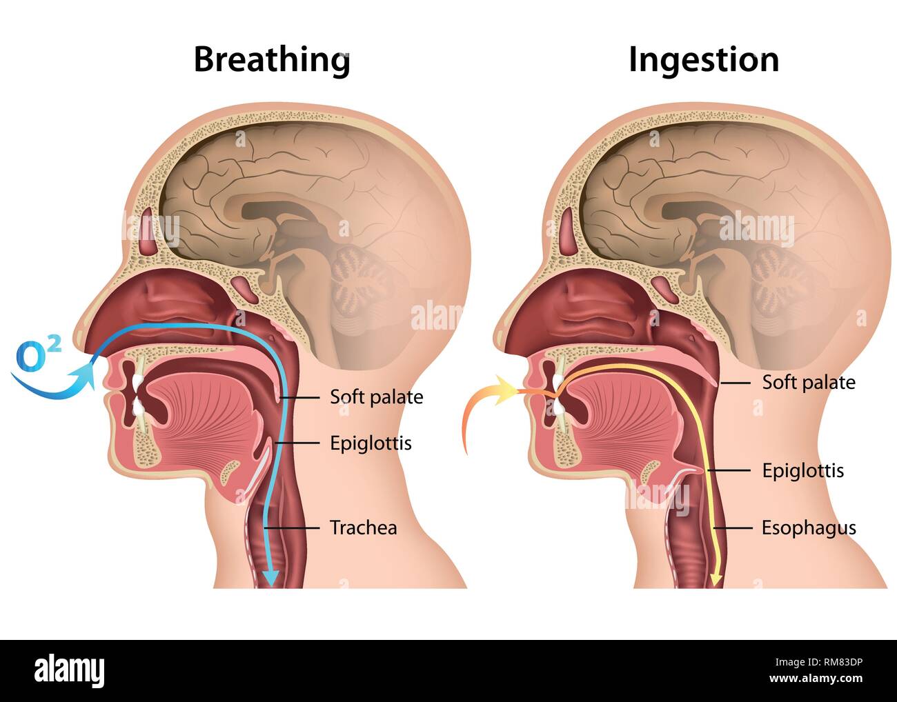 Processus de respirer et de manger 3d vector illustration médicale sur fond blanc Illustration de Vecteur