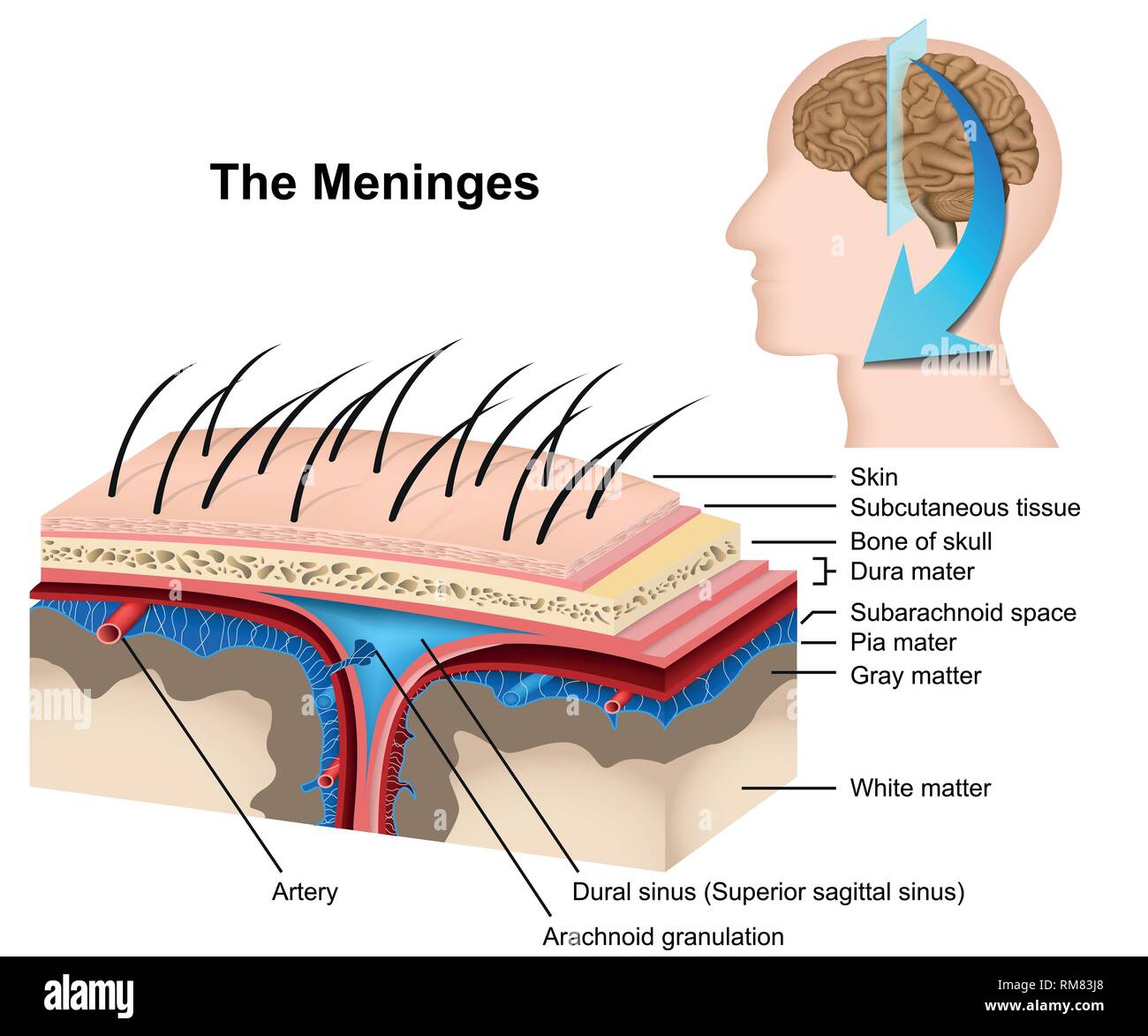 Les meninges medical illustration vectorielle 3d sur fond blanc Illustration de Vecteur