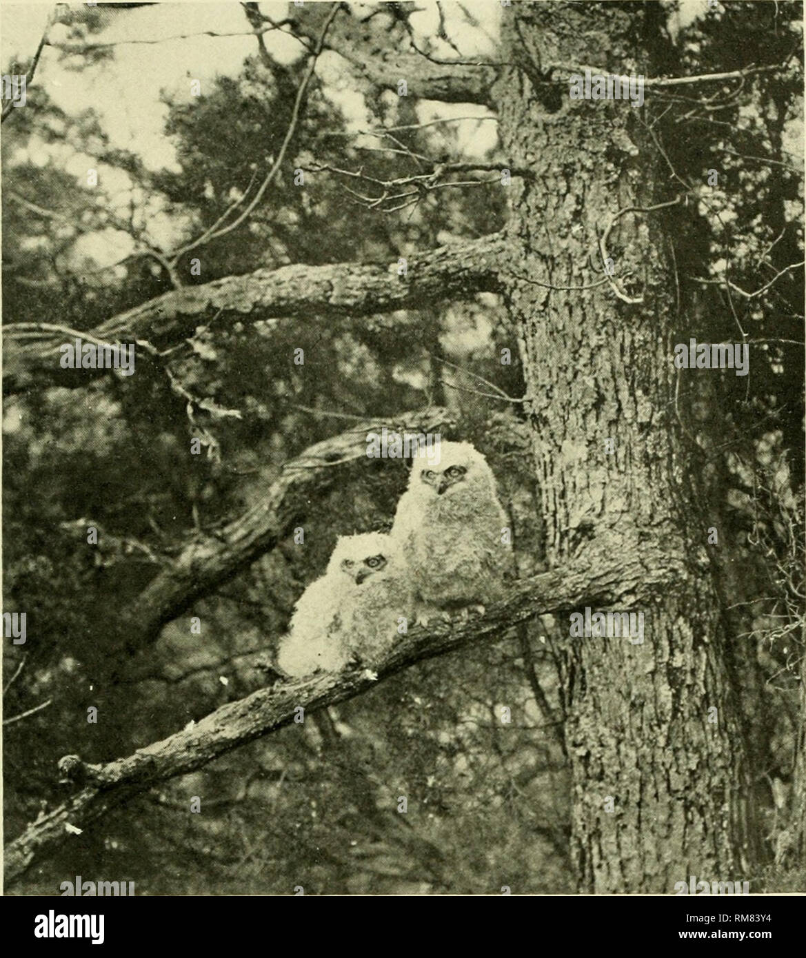 . Rapport annuel - New York Zoological Society. Zoologie. Onzième rapport annuel. 173. YOUA'G SUPER lIOKxXED hiboux. À partir d'une photographie par T. H. Jackson. avec tous les hiboux qu'il s'enclenche son bec au mépris. Pour un vieux nid d'écureuil ou crow désertes, haut dans un arbre de pin ou la pruche, le Long-Eared Owl porte un peu d'herbe pour garniture, et ici se tient trois à six œufs. Par en dessous, le nid ressemble à une centaine d'autres nids abandonnés dans les bois voisins. Cette chouette rarement s'appuiera pour elle-même. C'est un autre oiseau précieux pour l'homme, puisque dans cent sept estomacs examinés, pas moins de quatre-vingt-quatre co Banque D'Images