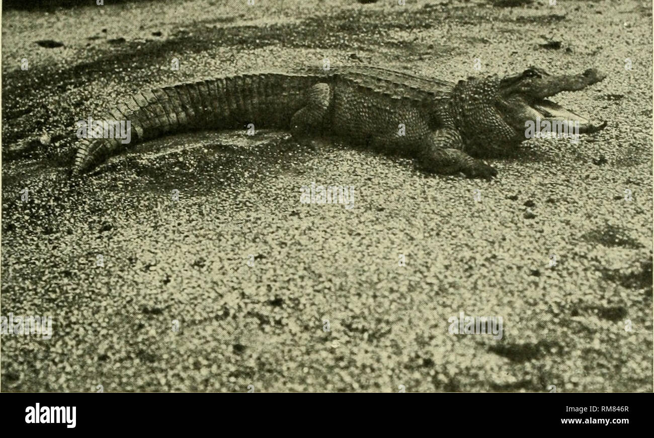 . Rapport annuel - New York Zoological Society. Zoologie. Onzième rapport annuel. Jttiwre ^ ! !S*""" 151^1 : ''M. CAROLINA ALLIGATOR. "Nids ont été trouvés en grand nombre dès le 8 juin, mais pas d'oeufs ont été pondus dans l'un d'entre eux jusqu'à la fin de la période sèche, qui s'est produit près de deux semaines plus tard. Im presque aussitôt après l'apparition des pluies qui rempli le marais, les oeufs ont été déposés dans l'ensemble des nids à peu près au même moment. Du fait que tous ces nids terminé s'était tenu pendant si longtemps sans oeufs, et du fait que tous les oeufs de ces ne Banque D'Images . Rapport annuel - New York Zoological Society. Zoologie. Onzième rapport annuel. Jttiwre ^ ! !S*""" 151^1 : ''M. CAROLINA ALLIGATOR. "Nids ont été trouvés en grand nombre dès le 8 juin, mais pas d'oeufs ont été pondus dans l'un d'entre eux jusqu'à la fin de la période sèche, qui s'est produit près de deux semaines plus tard. Im presque aussitôt après l'apparition des pluies qui rempli le marais, les oeufs ont été déposés dans l'ensemble des nids à peu près au même moment. Du fait que tous ces nids terminé s'était tenu pendant si longtemps sans oeufs, et du fait que tous les oeufs de ces ne Banque D'Images