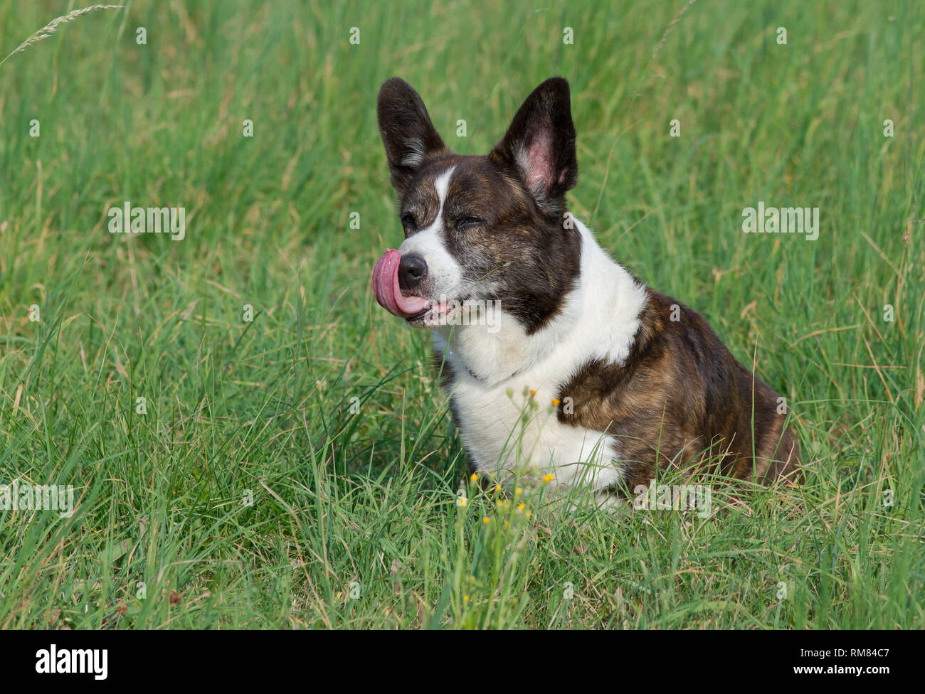 Bringé mâle Welsh Corgi Cardigan, dans une herbe Banque D'Images