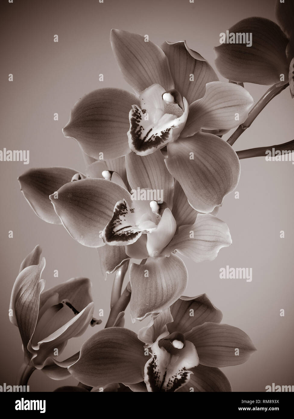 Cymbidium orchidée fleurs fraîches Banque D'Images