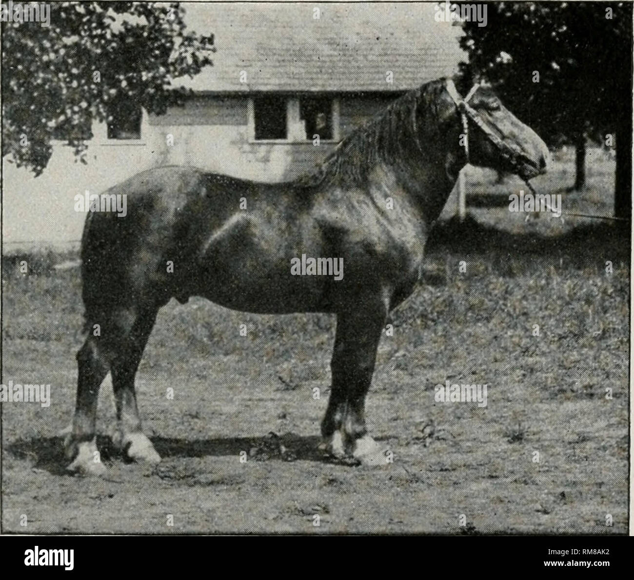 . Rapport annuel du commissaire de l'Agriculture ... Agriculture -- New York (État). Chevaux 1791 Le cheval belge est un chargeur remarquable et de l'expéditeur et acclimate rapidement, et est un exemple de ce qui peut être fait par l'intelli- Reproduction et doucement l'alimentation libéral en particulier sur les aliments verts, dans les écuries et dans les riches pâturages de faible. Les couleurs de la châtaigne et roans sont particulièrement souhaitable, mais la couleur dans cette race n'est pas un facteur important, puisqu'il n'y a de nombreuses bonnes baies et bruns avec certains noirs et gris. Jusqu'à récemment la rareté et le prix élevé des juments belge ont empêché thei Banque D'Images