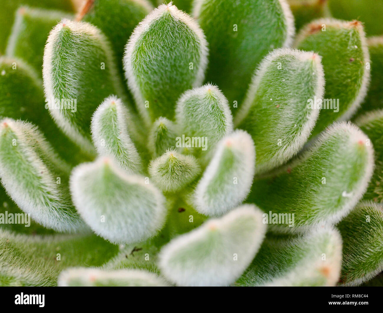 D'un feuillage floue Echeveria setosa plant Banque D'Images