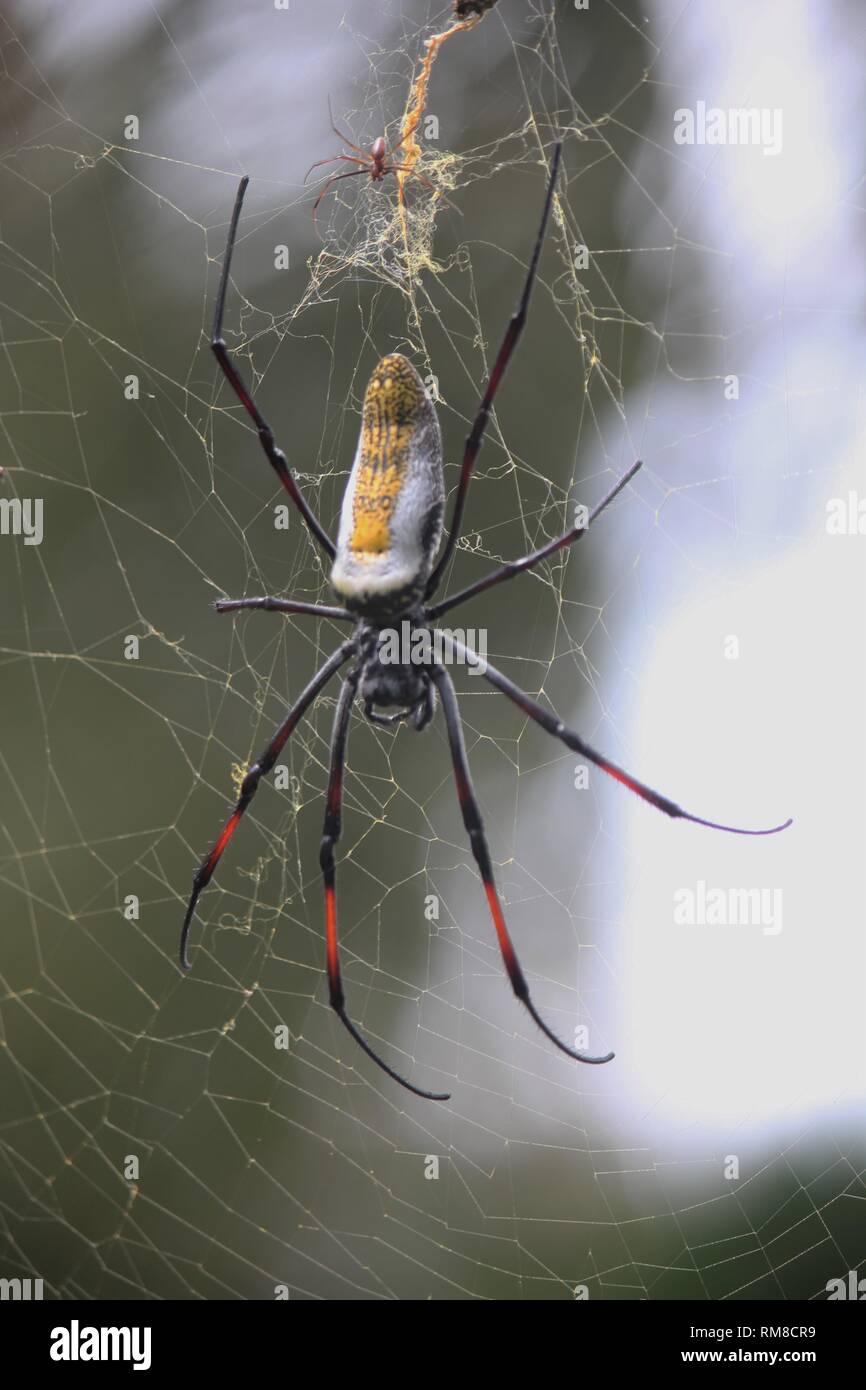 À pattes baguées Globe Doré-Spider web (Nephila senegalensis) à la plage de Diani, Kenya Banque D'Images