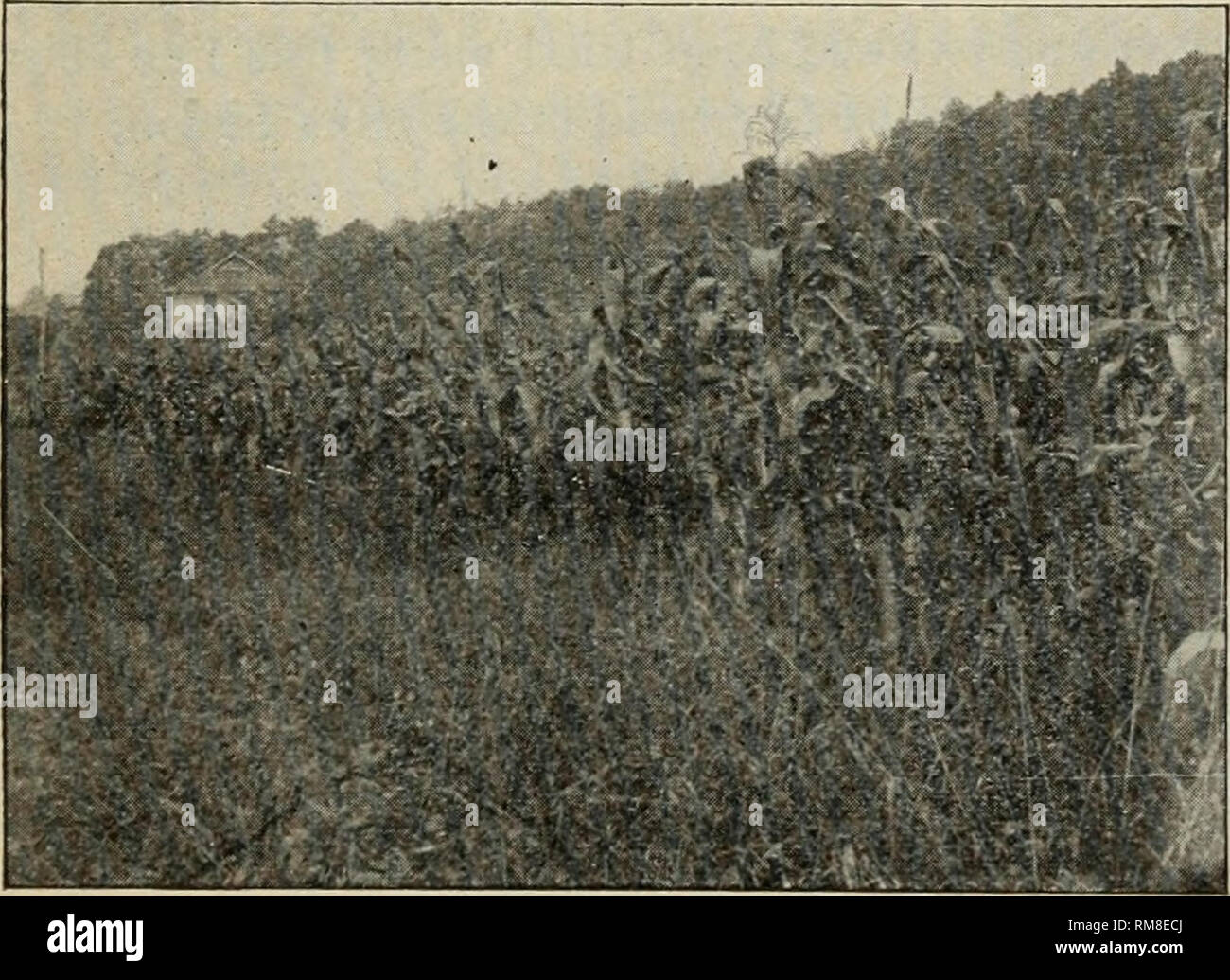 . Rapport annuel de la Cornell University Agricultural Experiment Station, Ithaca, NY, Cornell University. Poste de l'expérience agricole, Agriculture -- New York (État). dépenses et le travail plus tard dans la saison. Fig. 43 montre un champ de maïs qui a été traité de la manière dont on vient de parler. La rareté des mauvaises herbes est très agréable à l'agriculteur. Fig. 44 est une photo d'un champ voisin qui pas- sée d'attention de la bineuse. Les plantes indésirables sont plus nombreux que les plants de maïs. L'un des meilleurs outils dans le jardin est le râteau de jardin commun. Il est beaucoup plus facile de passer par dessus le groun Banque D'Images