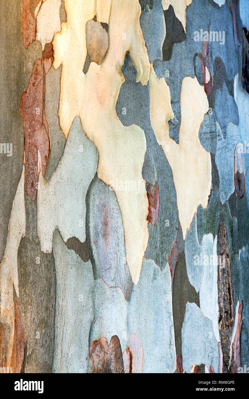 Résumé Contexte de l'écorce d'eucalyptus. texture kakis de tronc d'un eucalyptus Banque D'Images