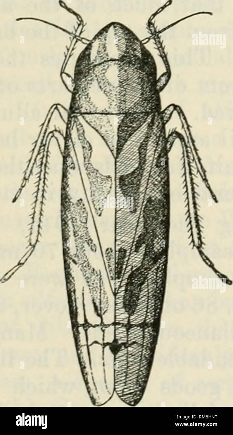 . Rapport annuel du commissaire de l'Agriculture ... Agriculture -- New York (État). AgKICULTUEAL EXPEKIMENT StATIOX Xkw YoKK. 819 Pulvérisations nicotine efficace et économique sont " à la feuille noire- bacco extraire " (2,7 ct. par la nicotine), une part à 150 parties d'eau, ou " feuille noir 40 po (40 ct.), une partie de la nicotine à 1600 parties d'eau. Assez de ce pulvérisateur doit être utilisé pour tremper la insectes, un montant mieux garantie par l'utilisation de buses du cyclone avec grande-disques ajouré avec une pression de 125 à 150 livres à la pompe. Les buses doivent être ajustés pour frapper l'und Banque D'Images