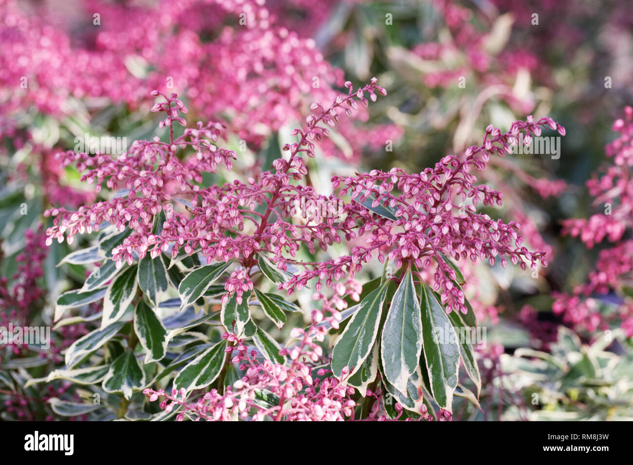 Pieris japonica 'Ralto' fleurs. Banque D'Images