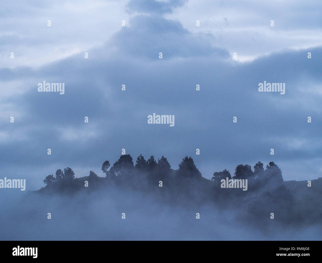 De gros nuages sombres au-dessus des arbres sur la crête de l'horizon, un jour brumeux de tourner au crépuscule, Parapara Autoroute, Gyeongju, île du Nord, Nouvelle-Zélande Banque D'Images De gros nuages sombres au-dessus des arbres sur la crête de l'horizon, un jour brumeux de tourner au crépuscule, Parapara Autoroute, Gyeongju, île du Nord, Nouvelle-Zélande Banque D'Images