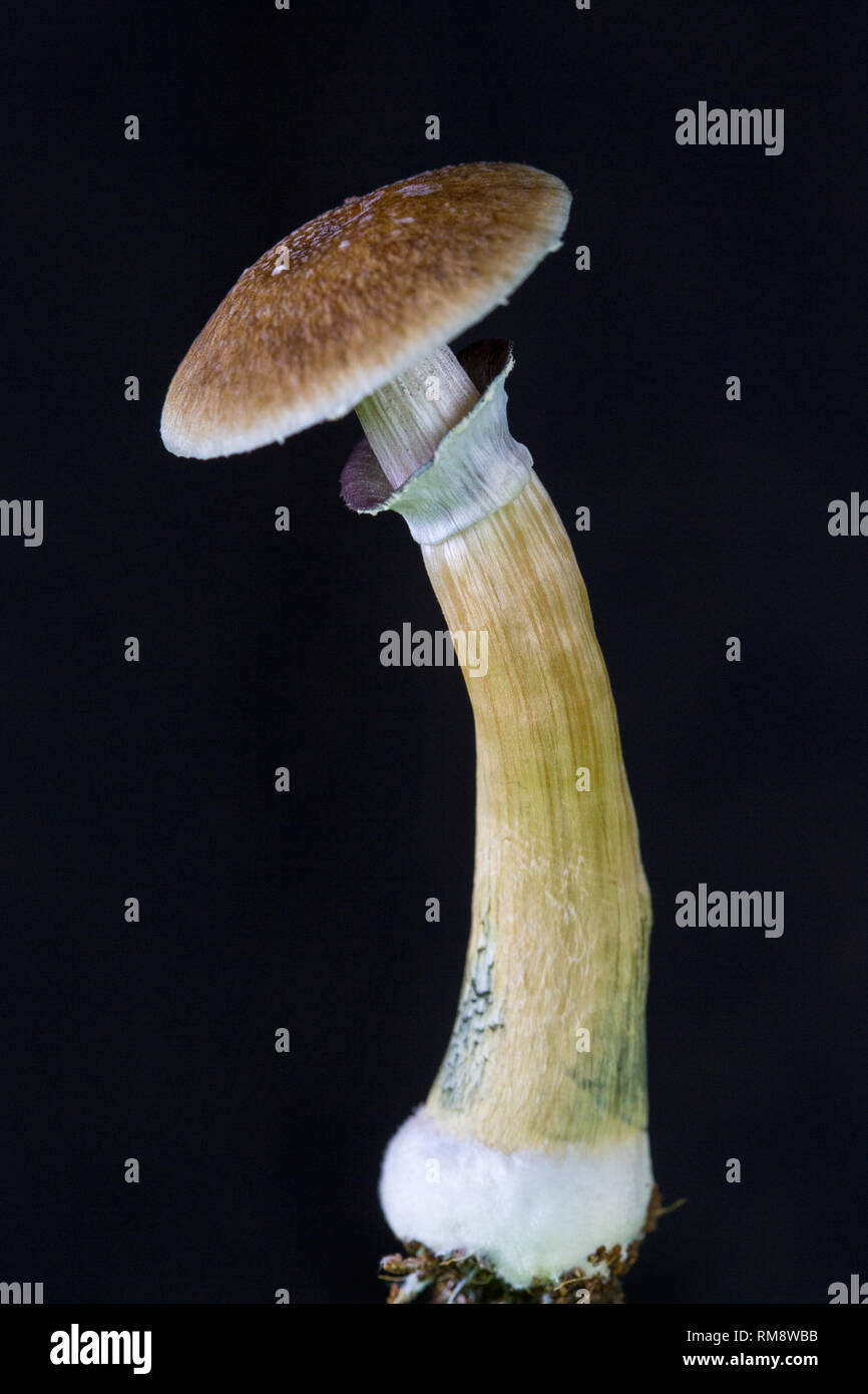 Psilocybe cubensis - champignons magiques frais dans le sol avec un fond noir Banque D'Images