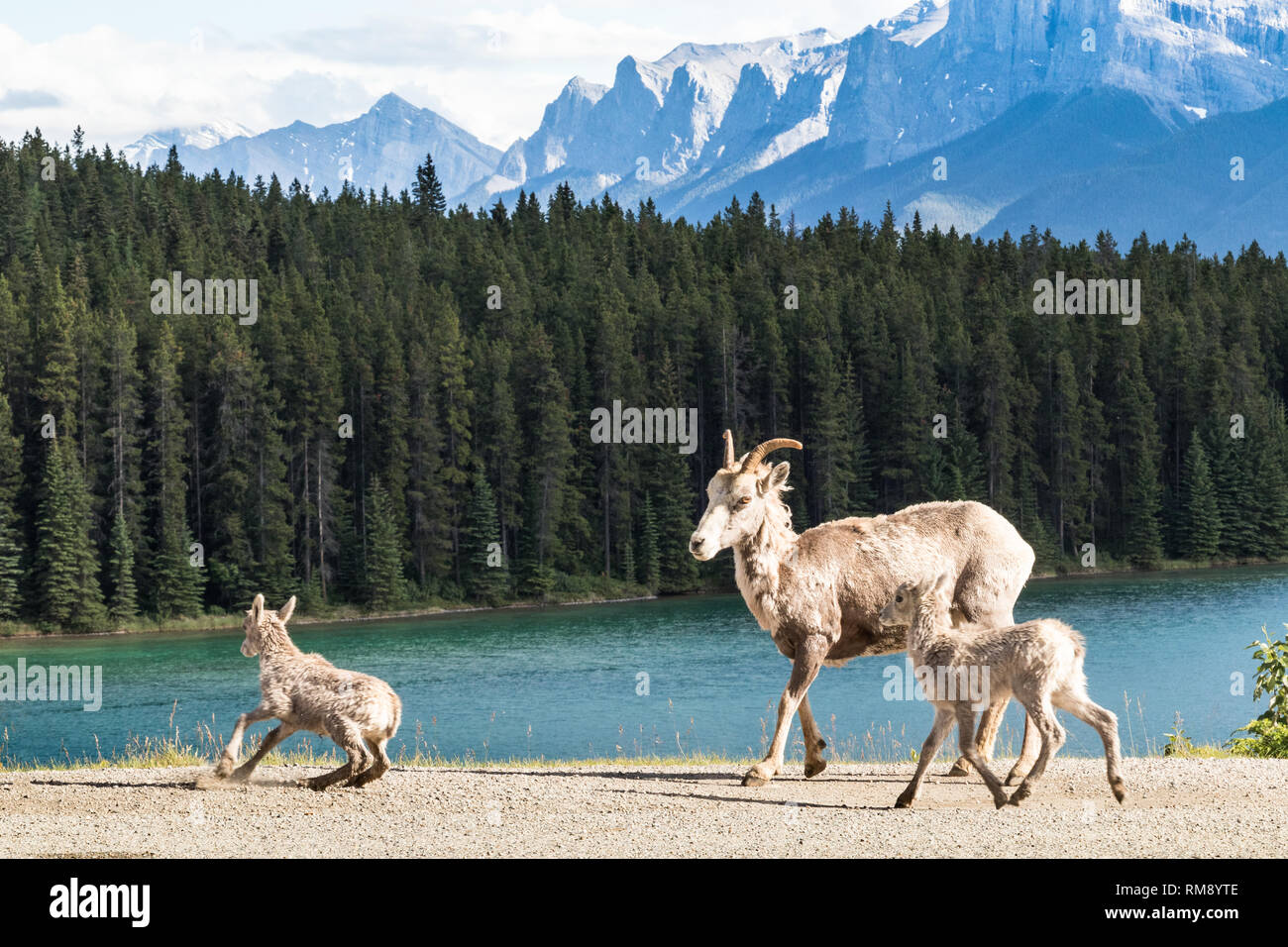 Mère sauvage chèvre avec deux bébés dans les montagnes Rocheuses, Alberta, Canada Banque D'Images