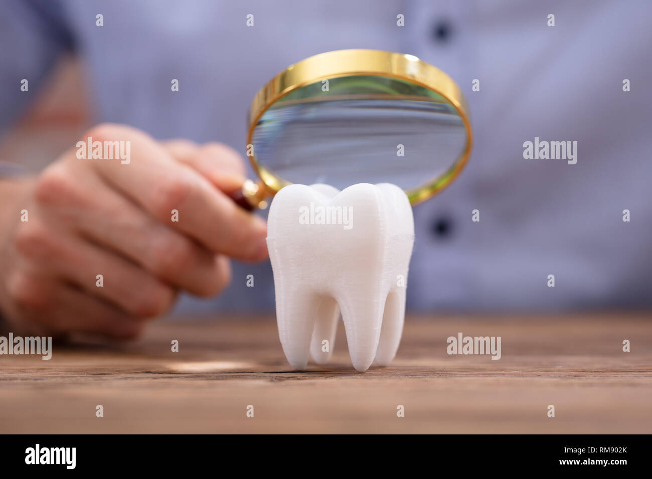 Close-up of a person holding loupe sur la Dent Blanche en bonne santé sur un bureau en bois Banque D'Images