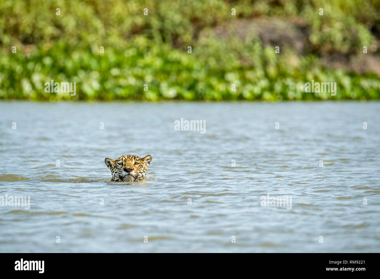 Jaguar, Panthera onca, natation, Pantanal, Mato Grosso, Brésil Banque D'Images