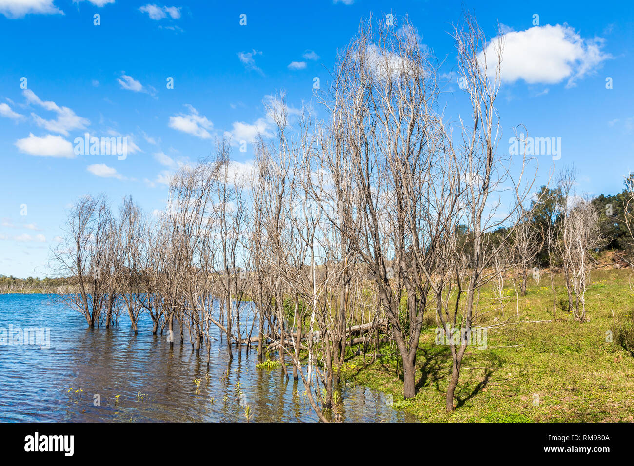 Arbres morts reflètent dans l'eau en barrage Glenbawn, Upper Hunter Valley, NSW, Australie. Banque D'Images