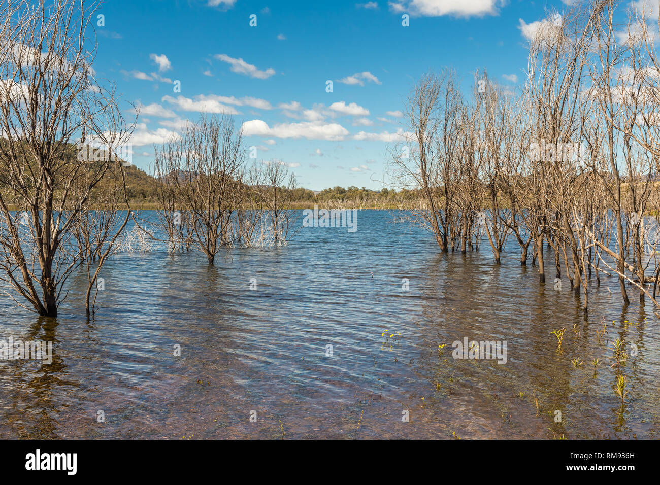 Arbres morts reflètent dans l'eau en barrage Glenbawn, Upper Hunter, NSW, Australie. Banque D'Images