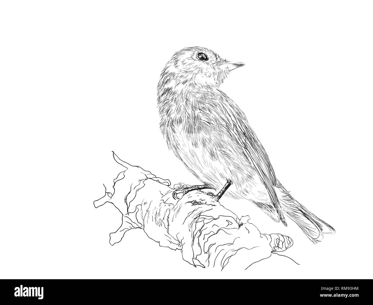 Asian Brown Flycatcher Illustration de Vecteur