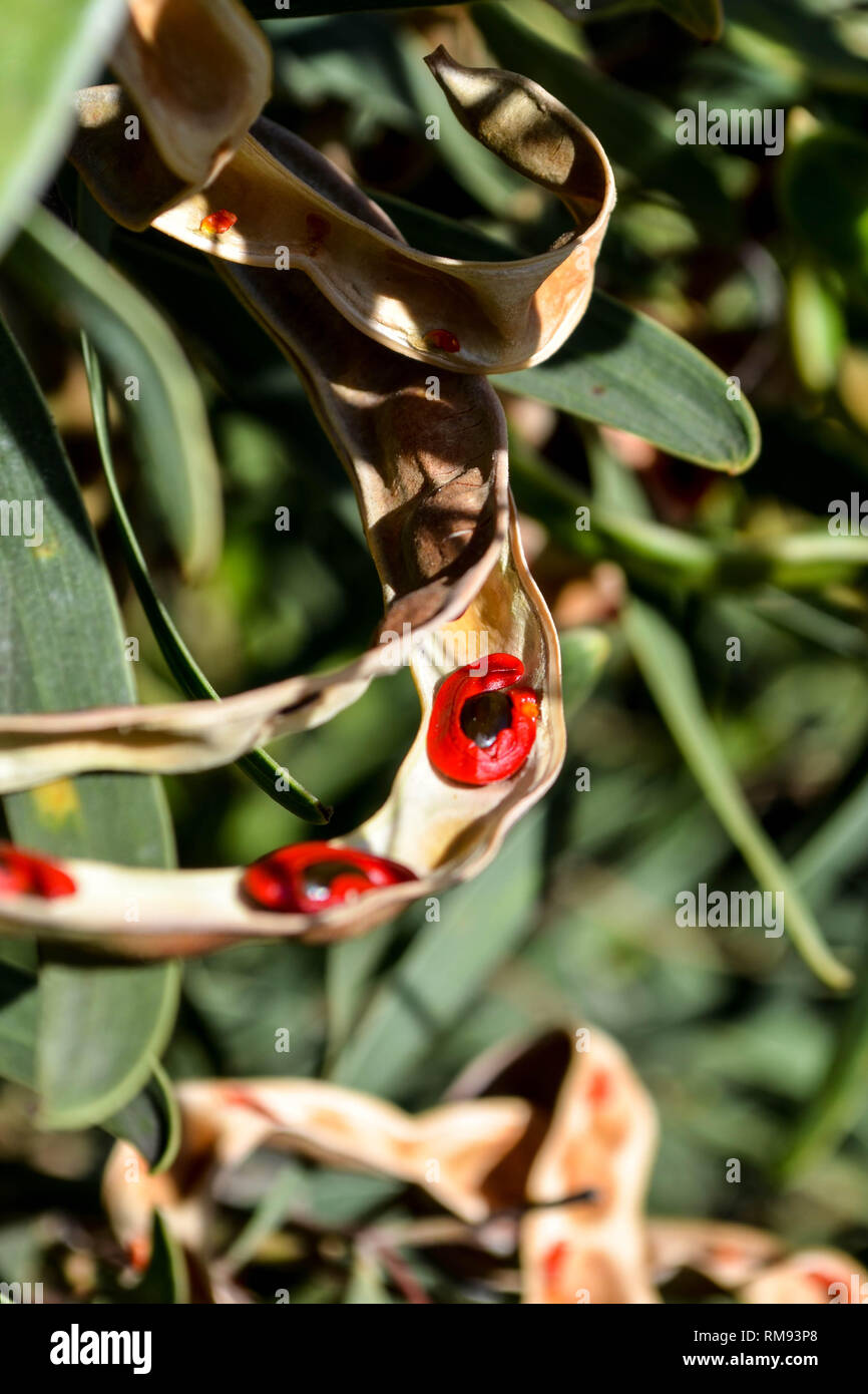 Red-eyed Wattle (Acacia cyclops) gousses Banque D'Images